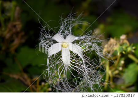 Caltrop flowers blooming at night Caltrop flowers blooming at night 137020017