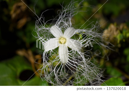 Caltrop flowers blooming at night 137020018