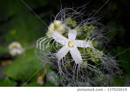 Caltrop flowers blooming at night 137020019