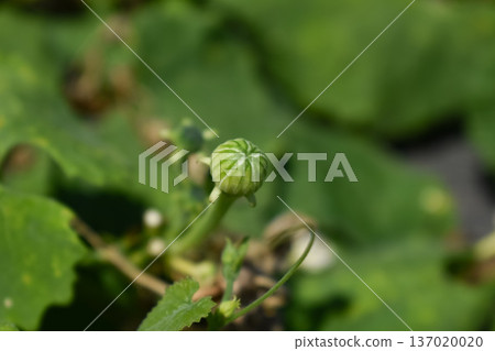 Venus gourd buds 137020020