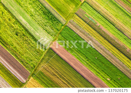 Aerial view of green agricultural fields in spring with fresh vegetation after seeding season on a warm sunny day. 137020175