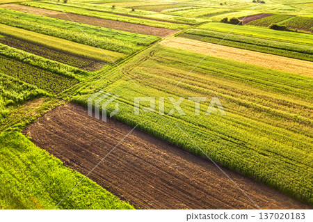 Aerial view of green agricultural fields in spring with fresh vegetation after seeding season on a warm sunny day. 137020183