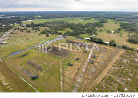 Commercial cattle stockyard with meat cows in rural Florida. Feeding of livestock on farm feedlot in USA Commercial cattle stockyard with meat cows in rural Florida. Feeding of livestock on farm feedlot in USA 137020189