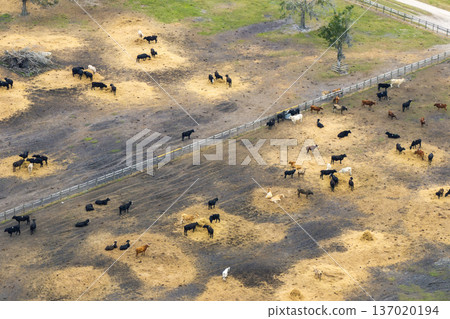 Large stockyard with meat cows. Feeding of cattle on farm feedlot in countryside area Large stockyard with meat cows. Feeding of cattle on farm feedlot in countryside area 137020194