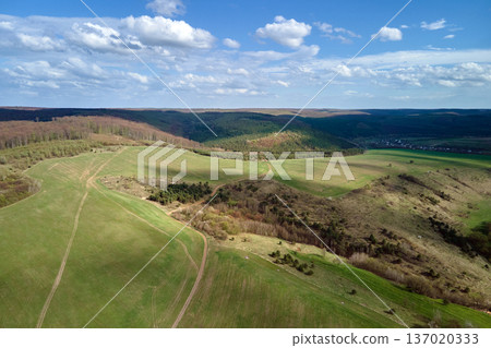 Agricultural cultivated field in summer season with growing crops. Green farm fields. Farming and agriculture industry 137020333