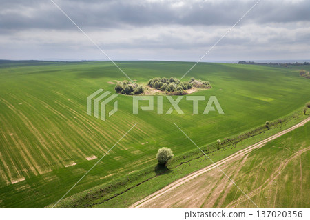 Aerial view of green agriculture fields in spring with fresh vegetation after seeding season. 137020356