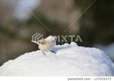 雪山上的大嘴烏鴉 雪山上的大嘴烏鴉 137020372