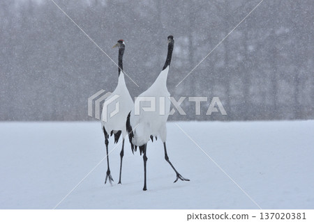 雪中的一對丹頂鶴 雪中的一對丹頂鶴 137020381