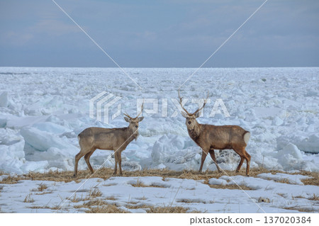 A deer posing in front of drift ice A deer posing in front of drift ice 137020384