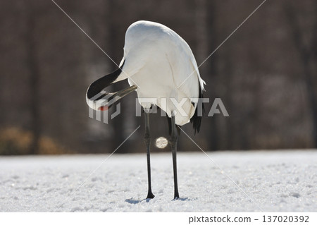 Pickling of crane Pickling of crane 137020392
