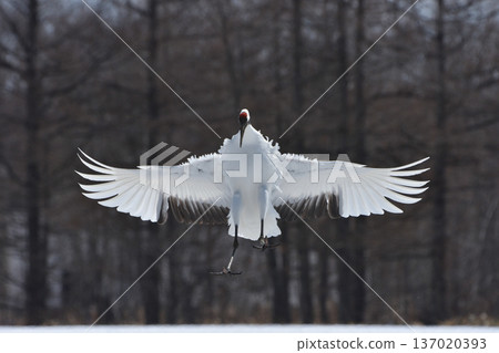 A red-crowned crane spreading its wings in a strong wind A red-crowned crane spreading its wings in a strong wind 137020393