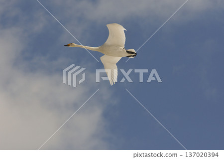 Swan flight 137020394