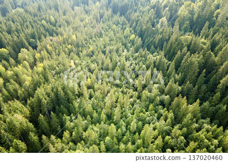 Aerial view of green pine forest with dark spruce trees. Nothern woodland scenery from above Aerial view of green pine forest with dark spruce trees. Nothern woodland scenery from above 137020460