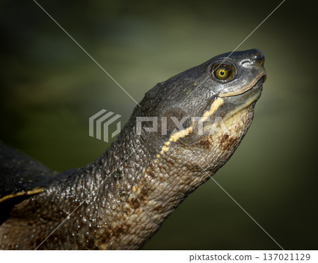 Brisbane River Turtle or Emydura Macquarii 137021129