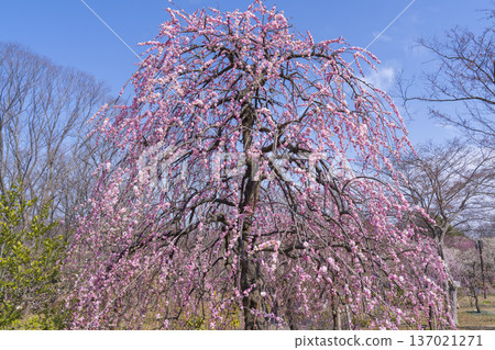 府中地方森林公園的垂枝梅樹 137021271