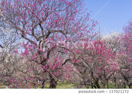 府中地方森林公園的梅花 府中地方森林公園的梅花 137021272