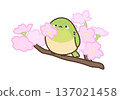 一隻日本繡眼鳥銜著一朵停在短枝上的櫻花。 137021458