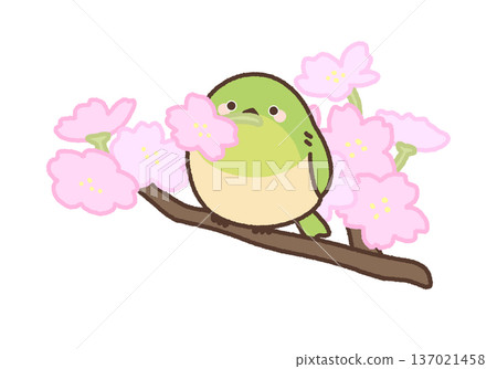 Illustration of a Japanese white-eye holding a cherry blossom on a short branch Illustration of a Japanese white-eye holding a cherry blossom on a short branch 137021458