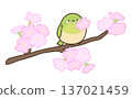 一隻日本繡眼鳥叼著一朵櫻花，停在長長的枝頭上。 137021459