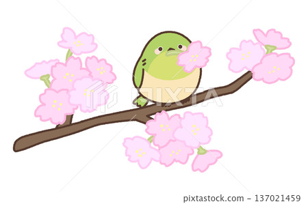 一隻日本繡眼鳥叼著一朵櫻花，停在長長的枝頭上。 137021459