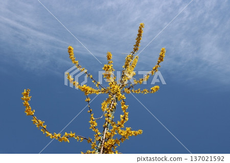Forsythia heralding the arrival of spring Forsythia heralding the arrival of spring 137021592
