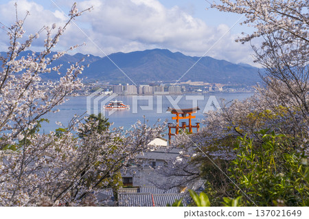 嚴島神社的大鳥居與櫻花 嚴島神社的大鳥居與櫻花 137021649