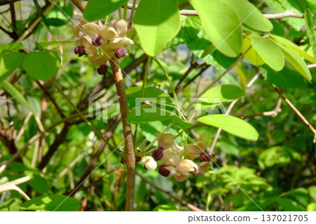 Five-leaf Akebia flowers bloom [Tsukui, Sagamihara City, April] 137021705