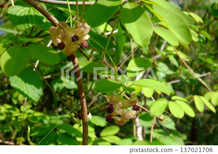 Five-leaf Akebia flowers bloom [Tsukui, Sagamihara City, April] 137021706