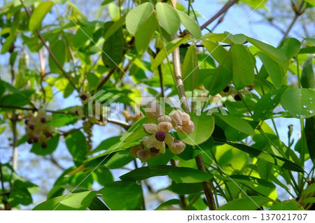 五葉木通花 [築井，相模原市，四月] 137021707