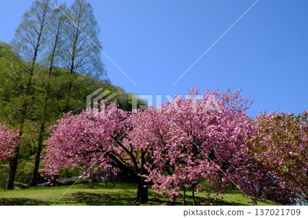 Double cherry blossoms in full bloom under a blue sky [Tsukui, Sagamihara City, April] 137021709