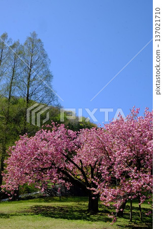 Double cherry blossoms and metasequoias blooming under a blue sky [Tsukui, Sagamihara City, April] 137021710