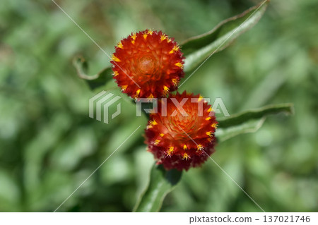 Sennichikou flower Sennichikou flower 137021746