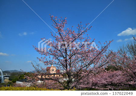 Kawazu cherry blossoms in full bloom 137022049