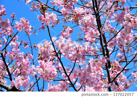 Kawazu cherry blossoms in full bloom 137022057