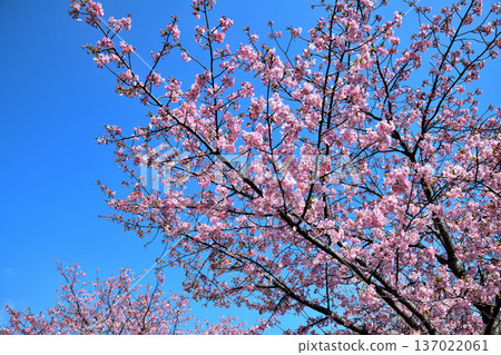 Kawazu cherry blossoms in full bloom Kawazu cherry blossoms in full bloom 137022061