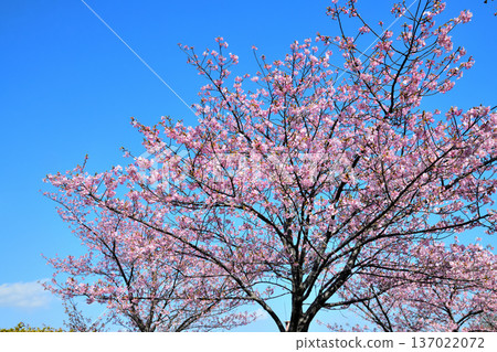Kawazu cherry blossoms in full bloom 137022072