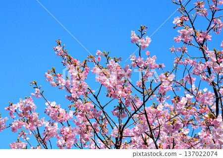 Kawazu cherry blossoms in full bloom 137022074