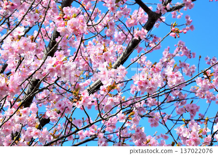 Kawazu cherry blossoms in full bloom 137022076