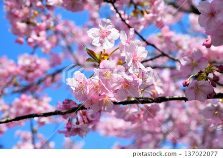 河津櫻花盛開 137022077