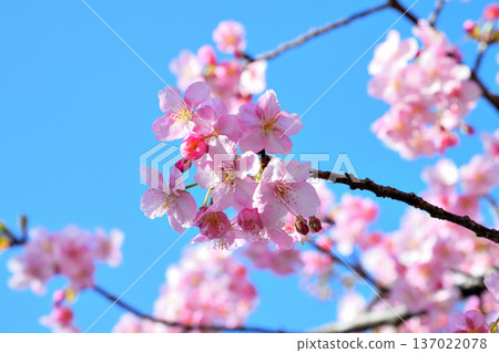 河津櫻花盛開 137022078