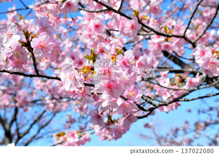 Kawazu cherry blossoms in full bloom 137022080