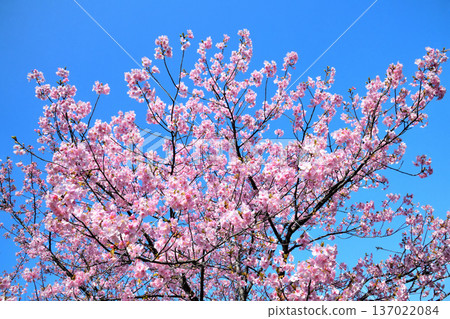 Kawazu cherry blossoms in full bloom Kawazu cherry blossoms in full bloom 137022084
