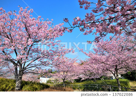 Kawazu cherry blossoms in full bloom 137022086