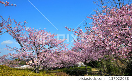 Kawazu cherry blossoms in full bloom 137022088