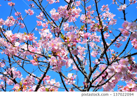 Kawazu cherry blossoms in full bloom 137022094