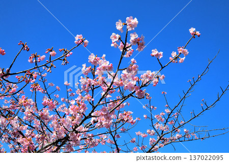 Kawazu cherry blossoms in full bloom 137022095