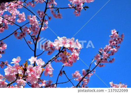 河津櫻花盛開 河津櫻花盛開 137022099