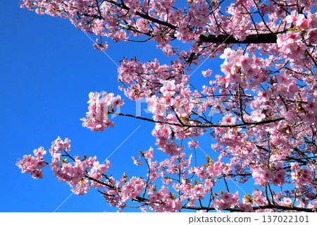 Kawazu cherry blossoms in full bloom 137022101