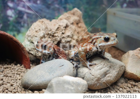 Frog Frog 137022113