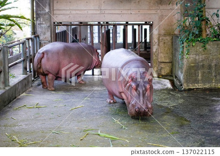 Hippopotamus 137022115